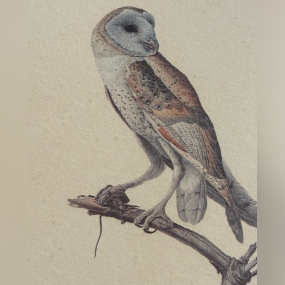 J. F. LANSDOWNE Matted and Framed Print Tyto alba Barn Owl 1967 - Picture 9 of 11
